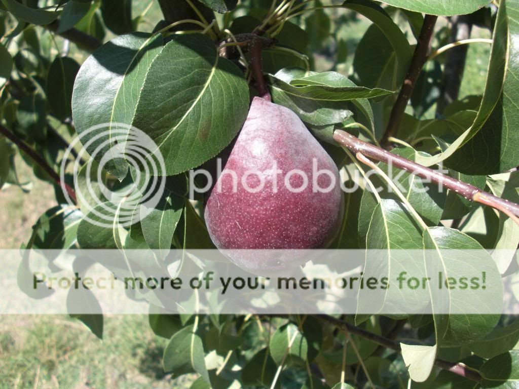 d'anjou red pear photo orchardpics049.jpg